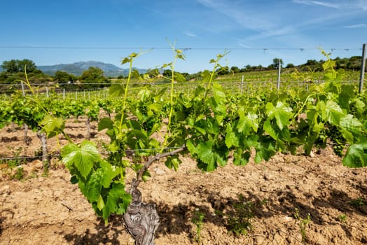 Young sprouts with bunches of grapes. Close-up of the buds and bunches of grapes in the branches of a vineyard in Sardinia, Italy. Traditional agriculture.