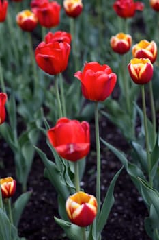 red tulips spring flowers floral garden beautiful nature colors