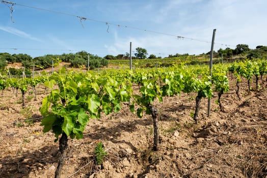 Young sprouts with bunches of grapes. Close-up of the buds and bunches of grapes in the branches of a vineyard in Sardinia, Italy. Traditional agriculture.