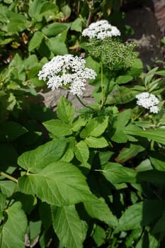 Gewöhnlicher Giersch (Aegopodium podagraria) - blühende Pflanze