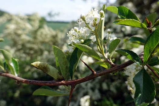Mittelmeer- Feuerdorn ( Pyracantha coccinea) - blühender Strauch, Nordrhein-Westfalen, Deutschland
