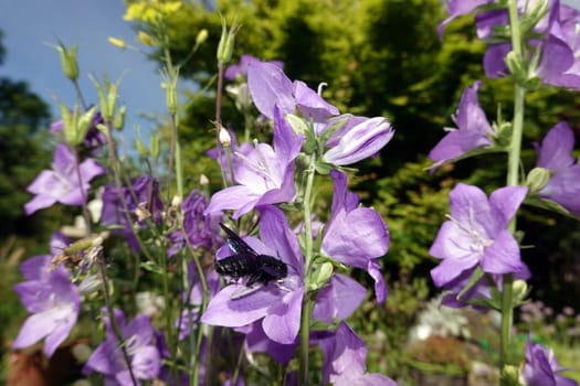 Holzbiene (Xylocopa spec.) an einer Glockenblume (Campanula) im naturnahen Garten