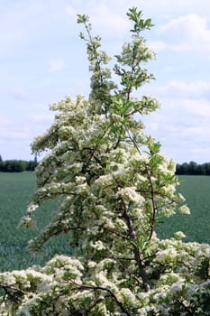 Mittelmeer- Feuerdorn ( Pyracantha coccinea) - blühender Strauch, Nordrhein-Westfalen, Deutschland