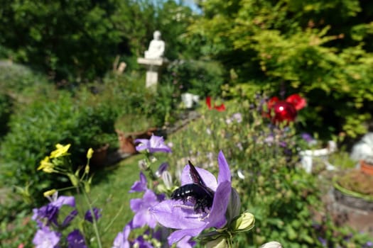 Holzbiene (Xylocopa spec.) an einer Glockenblume (Campanula) im naturnahen Garten