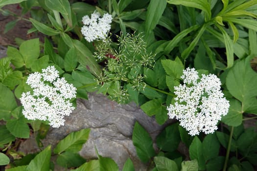 Gewöhnlicher Giersch (Aegopodium podagraria) - blühende Pflanze