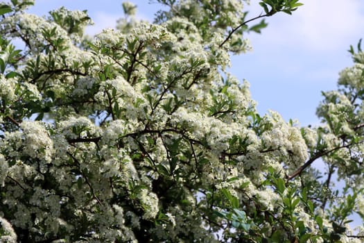 Mittelmeer- Feuerdorn ( Pyracantha coccinea) - blühender Strauch, Nordrhein-Westfalen, Deutschland