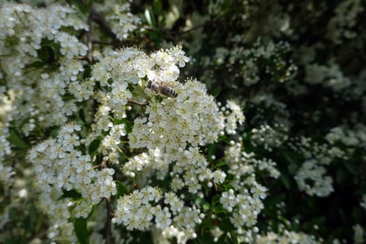 Mittelmeer- Feuerdorn ( Pyracantha coccinea) - blühender Strauch, Nordrhein-Westfalen, Deutschland