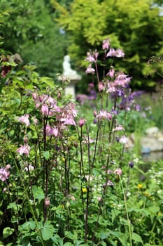 rosa Akelei (Aquilegia spec.) im naturnahen Garten