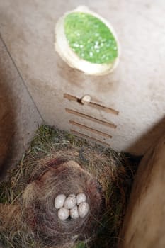 Gelege einer Kohlmeise (Parus major) in einem Nistkasten