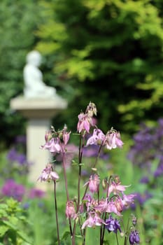 rosa Akelei (Aquilegia spec.) im naturnahen Garten