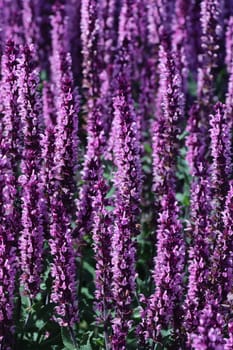 Hain-Salbei oder Steppen-Salbei (Salvia nemorosa), Nordrhein-Westfalen, Deutschland, Weilerswist