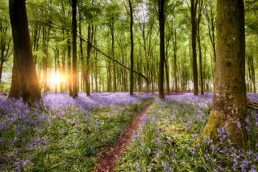 Path through amazing bluebell woodland sunrise in Hampshire England. Wild forest flowers in spring landscape