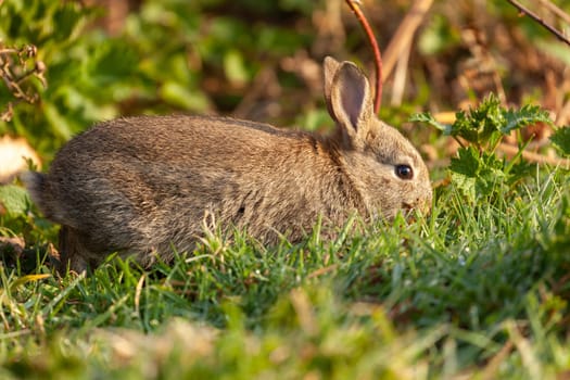 Beautiful cute wild baby rabbit in spring time. Animal close up in natural habitat