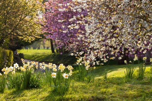 Spring dawn in nature with cherry blossom trees and daffodils. Seasonal landscape in Norfolk England