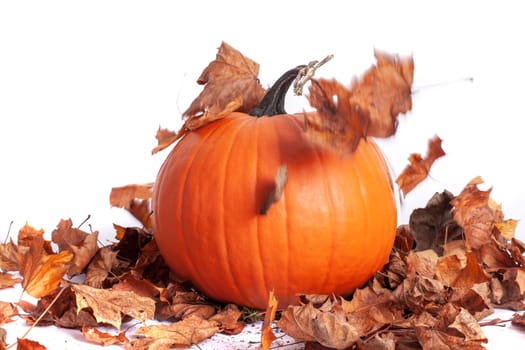 Halloween orange pumpkin with seasonall autumn leaves falling, isolated on white background