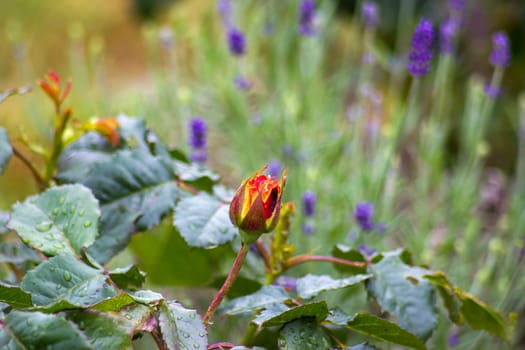 rose in the garden - close up - soft focus