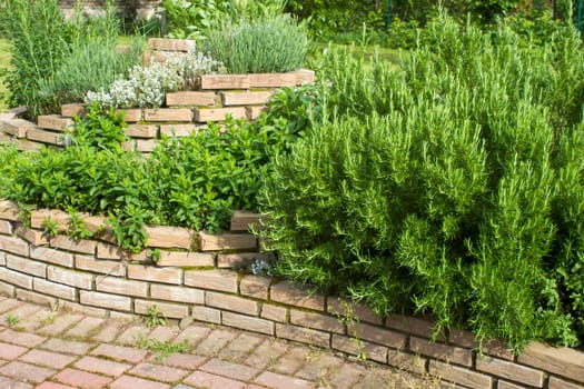 herb spiral in the garden with fresh herbs