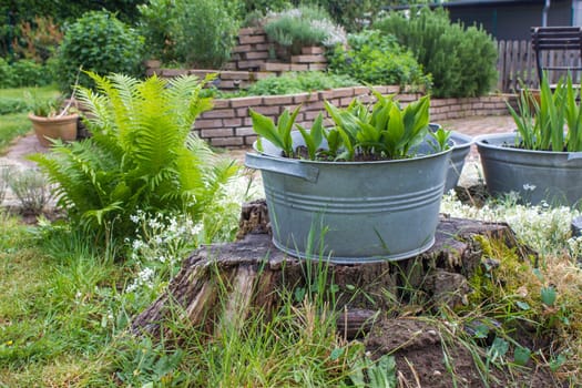 rustic garden -  plants in tin tubs, fern and herb spiral