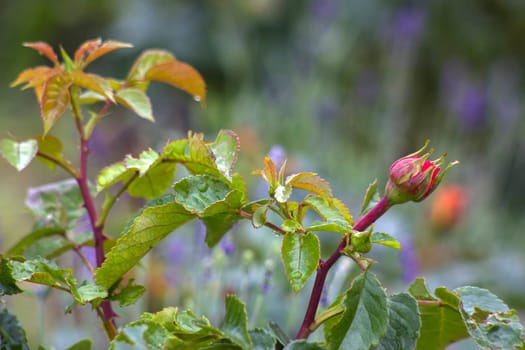rose in the garden - close up - soft focus