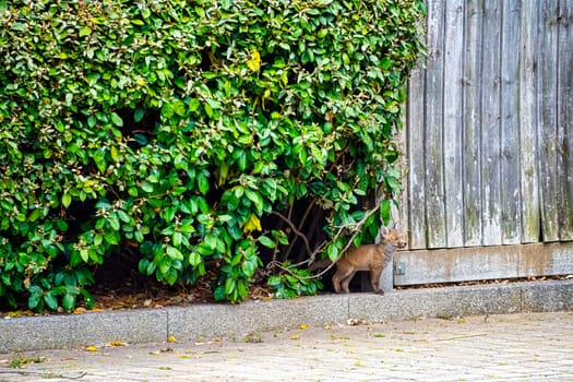 Wild red foxes (Vulpes vulpes) in London, United Kingdom
