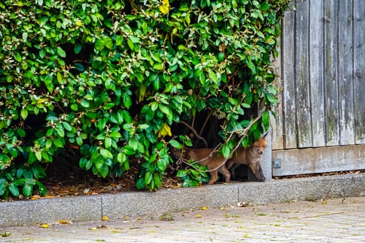 Wild red foxes (Vulpes vulpes) in London, United Kingdom