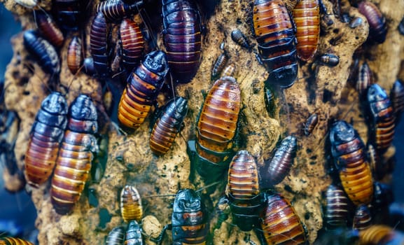 Close-up image of a colony of Madagascar hissing cockroach (Gromphadorhina portentosa)