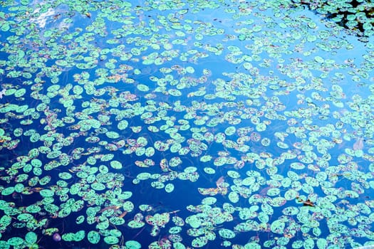Water lily plants in Eagle Lake in Morehead, Kentucky in fall