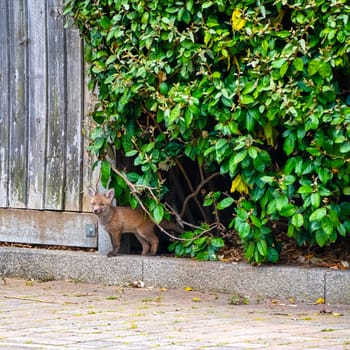 Wild red foxes (Vulpes vulpes) in London, United Kingdom