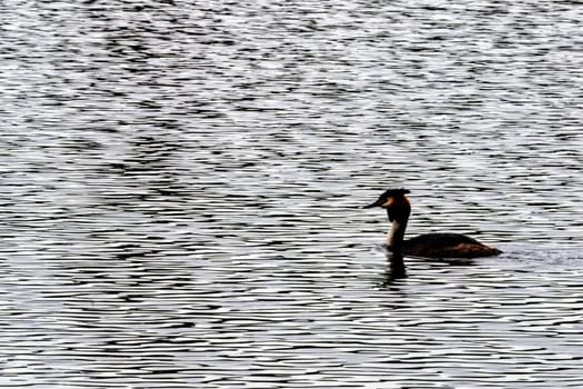 Great crested grebe (Podiceps cristatus) swimming in Virginia Water Lake, Windsor Great Park, United Kingdom