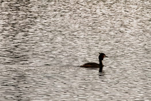 Great crested grebe (Podiceps cristatus) swimming in Virginia Water Lake, Windsor Great Park, United Kingdom