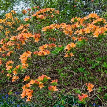 Rhododendrons in Windsor Great Park, United Kingdom