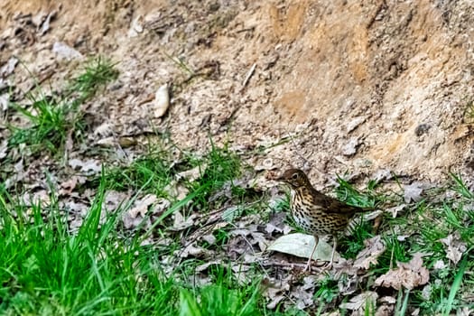 Female Eurasian blackbird (Turdus merula) known as common blackbird  in Windsor Great Park, United Kingdom