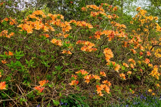 Rhododendrons in Windsor Great Park, United Kingdom