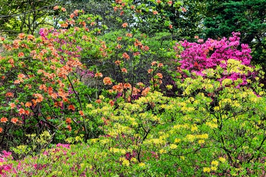 Rhododendrons in Windsor Great Park, United Kingdom