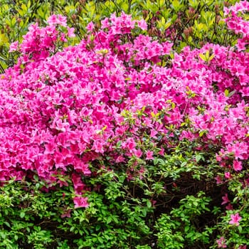 Rhododendrons in Windsor Great Park, United Kingdom