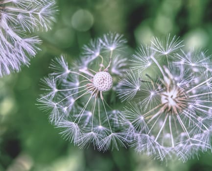 Blowballs and dandelion seeds, low contrast