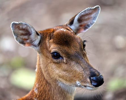 portrait of a deer in the woods
