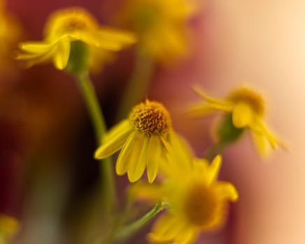closeup view of yellow daisylike flowers , aesthetic blurred background