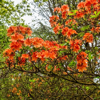 Rhododendrons in Windsor Great Park, United Kingdom
