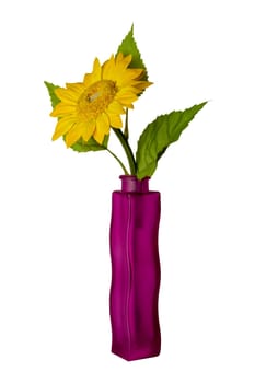 A single Sunflower in the elegant violet glass vase isolated on a white background. Beautiful gift or greeting cards element. Clipping path.