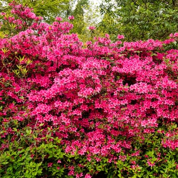 Rhododendrons in Windsor Great Park, United Kingdom
