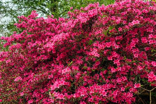 Rhododendrons in Windsor Great Park, United Kingdom