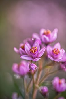 Dreamy Weigela, closeup view