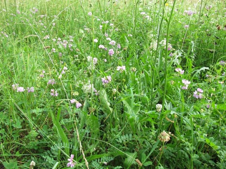 Wildflower meadow with Crownvetch and White Bedstraw