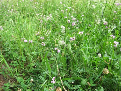 Wildflower meadow with Crownvetch and White Bedstraw