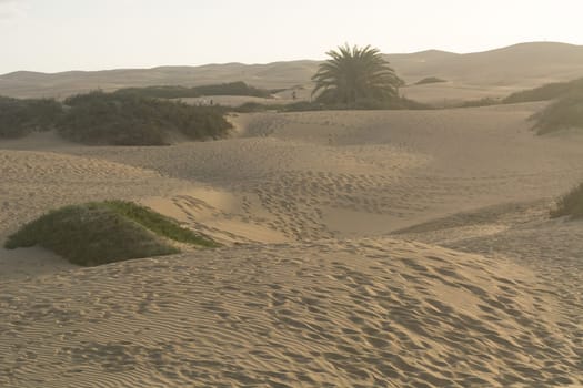 National park of Maspalomas sand dunes. Gran Canaria, Canary islands, Spain