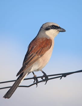 Male red-backed shrike or red-backed shrike Lanius collurio