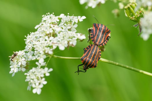 Striped bugs, Graphosoma italicum during mating on a flower