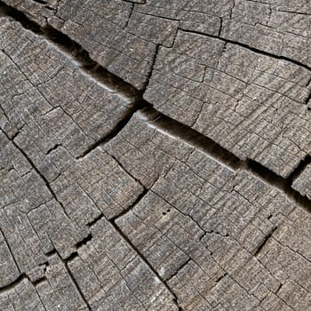 Wood of an old weathered oak with cracks and annual rings