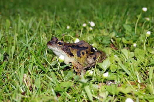 Grasfrosch (Rana temporaria)